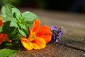 Fresh garden Flower herbs