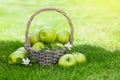 Fresh garden green apples in basket Royalty Free Stock Photo