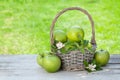 Fresh garden green apples in basket Royalty Free Stock Photo