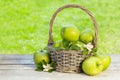 Fresh garden green apples in basket Royalty Free Stock Photo