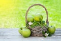 Fresh garden green apples in basket Royalty Free Stock Photo