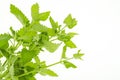 Fresh garden herb Melissa officinalis. Studio Photo Royalty Free Stock Photo