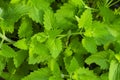 Fresh garden herb Melissa officinalis. Studio Photo Royalty Free Stock Photo