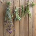 Fresh garden herbs drying Royalty Free Stock Photo