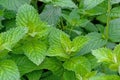 Fresh garden mint plants growing in organic household