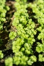 Fresh garden parsley growing in outdoor garden. Green bio herbs Royalty Free Stock Photo