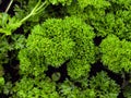 Fresh garden parsley leaves, Petroselinum crispum. Royalty Free Stock Photo