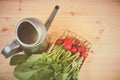 Fresh garden radish in wicker basket and watering can Royalty Free Stock Photo