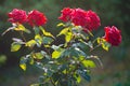 Fresh garden red roses in rain drops. Dew on flower petals Royalty Free Stock Photo