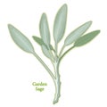 Fresh Garden Sage Herb Royalty Free Stock Photo