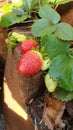 Fresh Garden Strawberries Green and Red Royalty Free Stock Photo