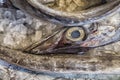 Fresh garfish at the fish market