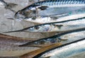 Fresh garfish for sale