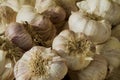 Fresh garlic Royalty Free Stock Photo