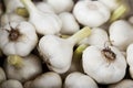 Fresh garlic Royalty Free Stock Photo