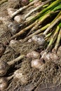 Fresh garlic (Allium sativum) bulbs