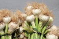 Fresh garlic available on the market. Fresh garlic in bunches. Green leafy garlic.