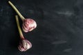 Fresh garlic on a black background. Two onions of garlic. Royalty Free Stock Photo