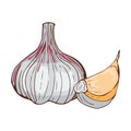 Fresh garlic bulb seasoning hand drawn style food on white background organic natural vegetable ripe spice and