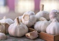 Fresh garlic bulbs Royalty Free Stock Photo