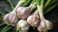 Fresh garlic bulbs with green scapes on dark background. Close-up food photography