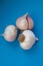 Fresh garlic bulbs over blue background. Organic and healthy. Royalty Free Stock Photo