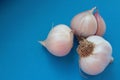 Fresh garlic bulbs over blue background. Organic and healthy. Royalty Free Stock Photo