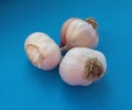 Fresh garlic bulbs over blue background. Organic and healthy. Royalty Free Stock Photo