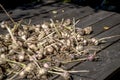 Fresh garlic bulbs Royalty Free Stock Photo