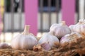 Fresh garlic bulbs on sack Royalty Free Stock Photo