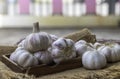 Fresh garlic bulbs Royalty Free Stock Photo