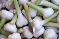 Fresh garlic bulbs sale on retail market display Royalty Free Stock Photo