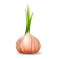 Fresh garlic 3d image