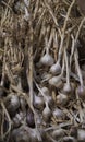 Fresh garlic on display at a farmers` market