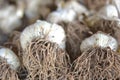 Fresh garlic with focus on roots Royalty Free Stock Photo