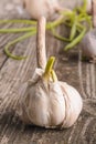 Fresh garlic with green germinal sprout on  wooden table Ã¢â¬â image Royalty Free Stock Photo