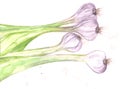 Fresh garlic green watercolor painted illustration