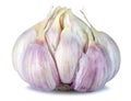 Fresh garlic head isolated on a white background with clipping path