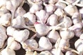 Fresh garlic