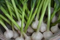 Fresh garlic in New hampshire at a farm stand
