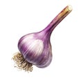 Fresh garlic with roots Royalty Free Stock Photo