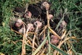 Fresh garlic with roots from the garden background Royalty Free Stock Photo