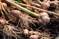 Fresh garlic with roots from the garden background Royalty Free Stock Photo