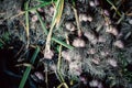 Fresh garlic with roots from the garden background Royalty Free Stock Photo