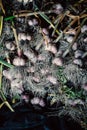 Fresh garlic with roots from the garden background Royalty Free Stock Photo
