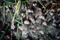 Fresh garlic with roots from the garden background Royalty Free Stock Photo