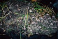 Fresh garlic with roots from the garden background Royalty Free Stock Photo