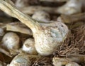 Fresh garlic with roots and tops attached Royalty Free Stock Photo