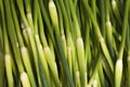 Fresh garlic shoots Royalty Free Stock Photo