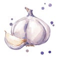 Fresh garlic watercolor painting